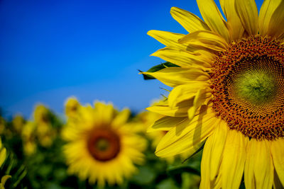 Close-up of yellow sunflower against blue sky