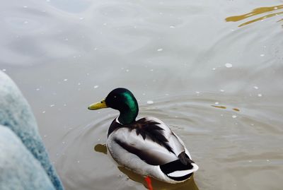 Duck swimming in lake