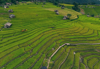 Scenic view of agricultural field