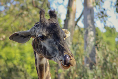 Close-up portrait of horse on field