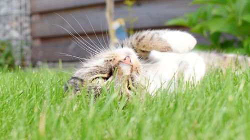 Close-up of rabbit on grass