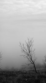 Bare tree on landscape against sky