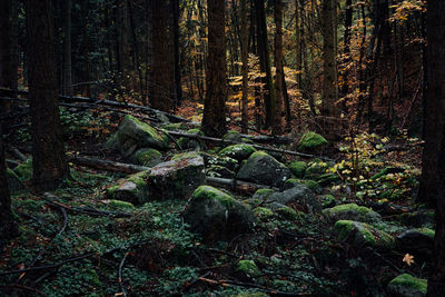 Moss growing on rocks in forest