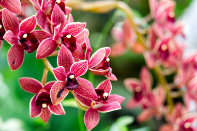 Close-up of pink flowers