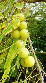 Low angle view of grapes on tree