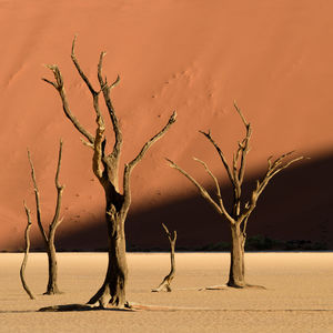 Bare trees on sand dune in desert