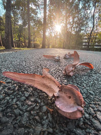 View of sunlight falling on tree trunk