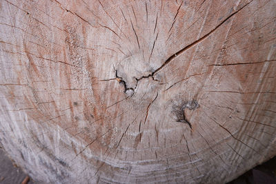 Full frame shot of tree stump