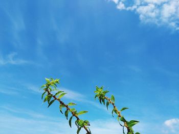 Low angle view of plant against blue sky