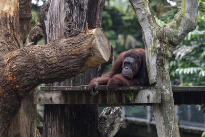 Close up view of sad and boring orang-utan in the zoo, singapore