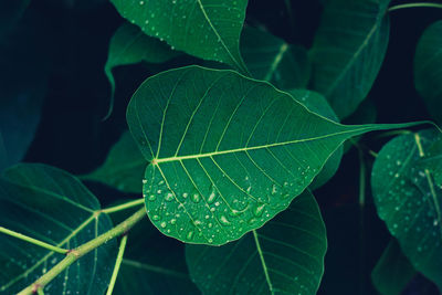 Close-up of wet plant leaves