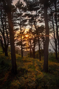 Trees in forest against sky during sunset