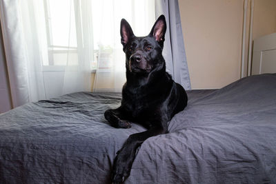 Black dog lying down on bed at home