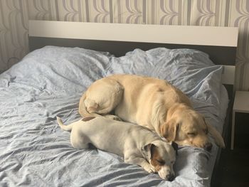 Dog sleeping on bed at home