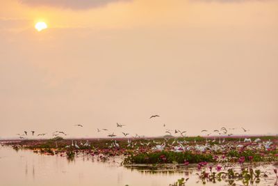 Flock of birds flying against sky during sunset