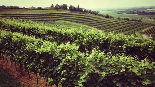 Scenic view of agricultural field