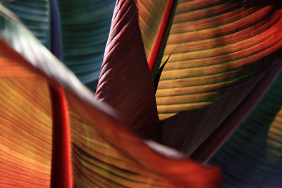 Close-up of palm leaves