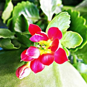 Close-up of pink flowers