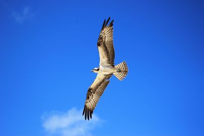 Low angle view of eagle flying against blue sky