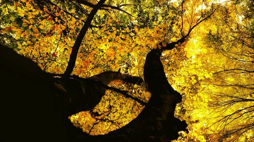 Low angle view of silhouette trees in forest during autumn