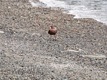 High angle view of bird