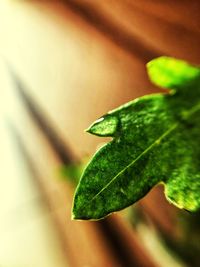 Close-up of green leaf on plant