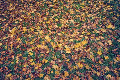 High angle view of autumn leaves on field