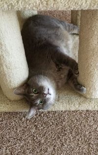 Portrait of cat lying on bed