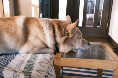 Close-up of dog looking away at home