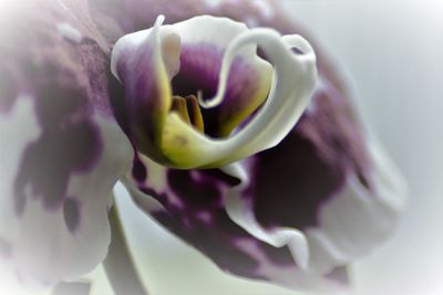 Close-up of purple flower blooming outdoors