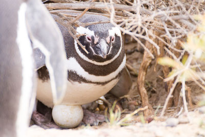 Close-up of a bird in nest