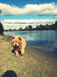 Portrait of dog on shore against sky