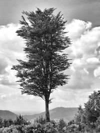 Low angle view of trees against cloudy sky