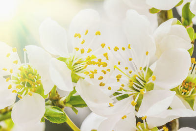 Close-up of white flowers blooming outdoors