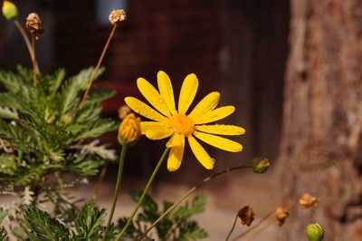 Close-up of yellow flowers