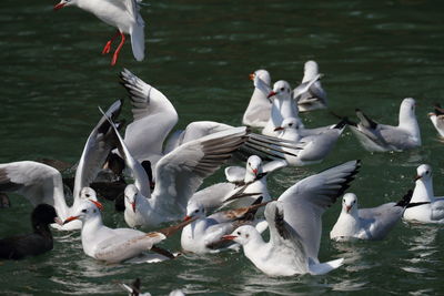 Seagull on lake