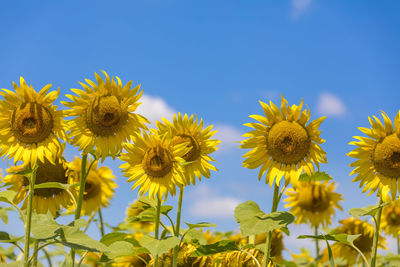 Sunflowers blooming on field against clear blue sky