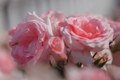 Close-up of bee flying by pink roses