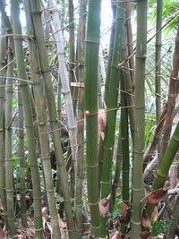 Close-up of bamboo plants in forest