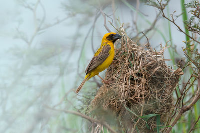 Close-up of bird perching on tree