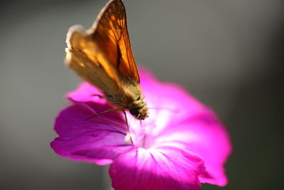 Close-up of butterfly on pink flower