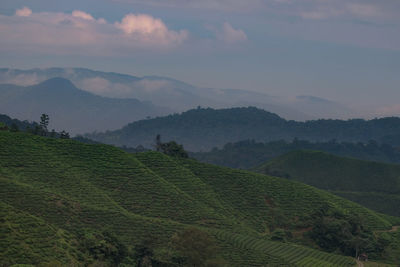 Scenic view of agricultural landscape against sky