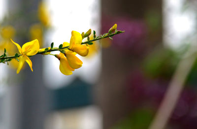 Close-up of yellow flowering plant