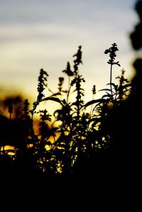 Close-up of silhouette plants against sky during sunset