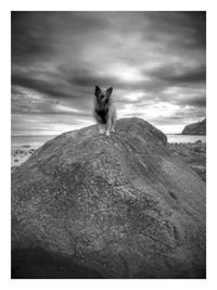 Portrait of dog sitting against sky