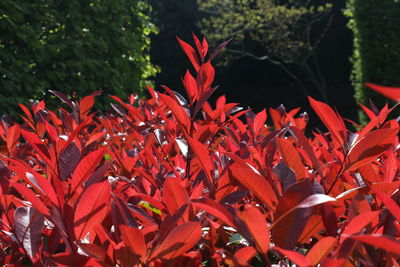 Close-up of red flowers