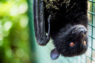 Close-up of bat in cage