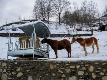 Horses on snow covered landscape