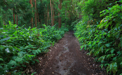 Dirt road amidst trees in forest