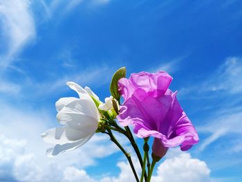 Close-up of pink flowering plant against blue sky